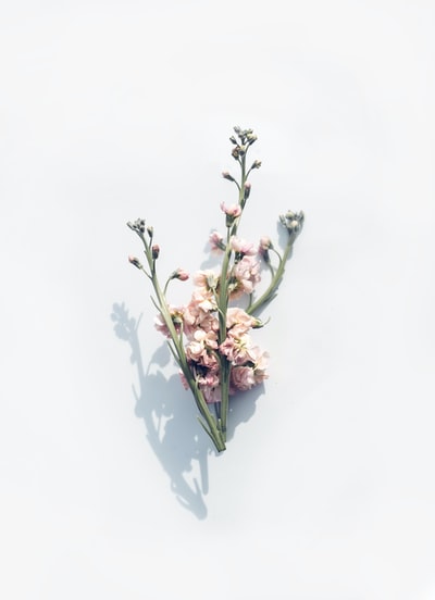 白色表面上的粉红色花